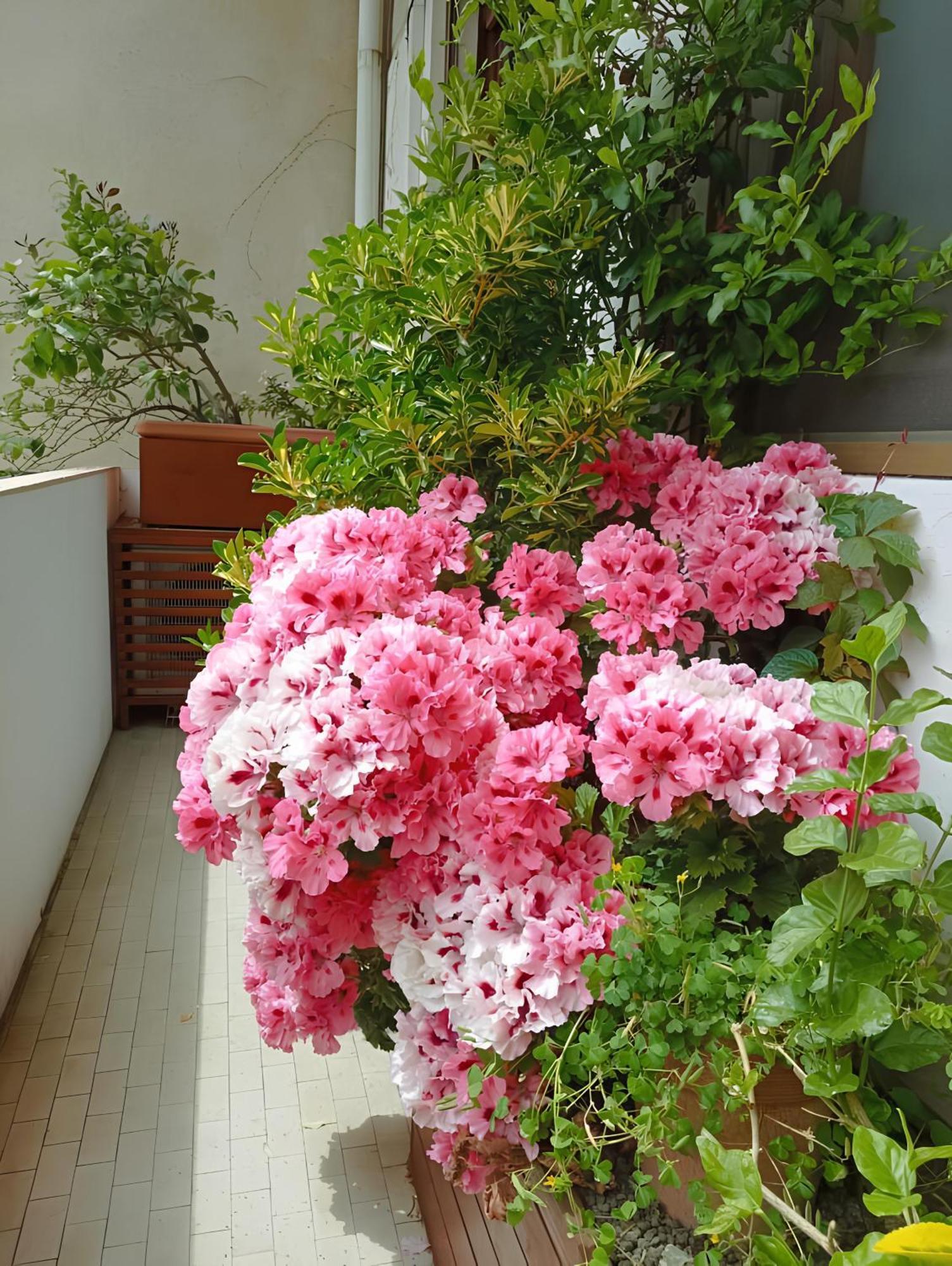 La Casa Dei Fiori Apartment Florence Ngoại thất bức ảnh